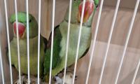 IMG-20221106-WA0015-1.jpg